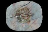 Unidentified Lichid Trilobite From Jorf - Belenopyge Like #129001-1